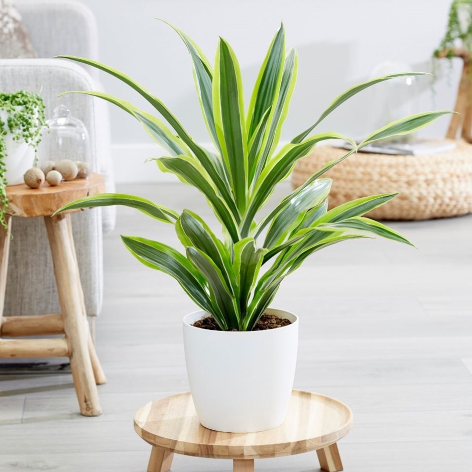 Dracaena 'Lemon Lime' - dragon plant & pot cover combination