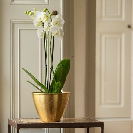Phalaenopsis grandiflorum White and solid etched brass pot cover