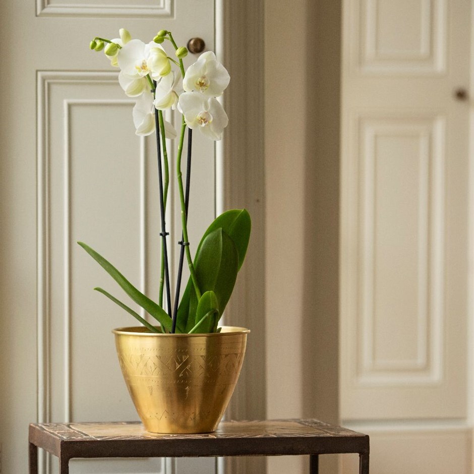 Phalaenopsis grandiflorum 'White' & pot combination