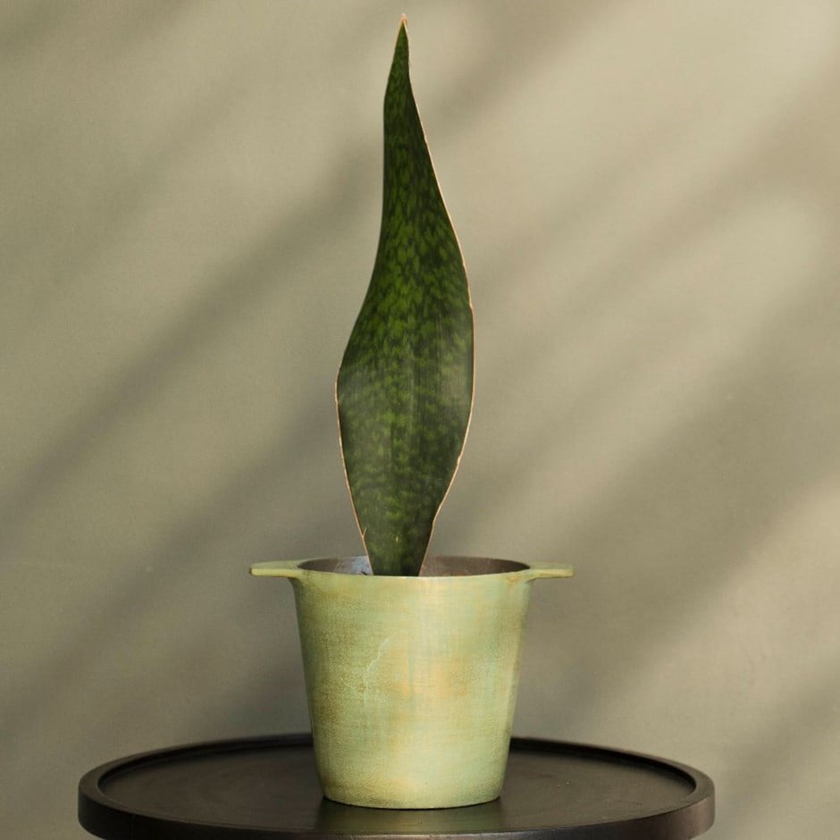 Sansevieria masoniana 'Victoria' - mother-in-law's tongue & pot combination