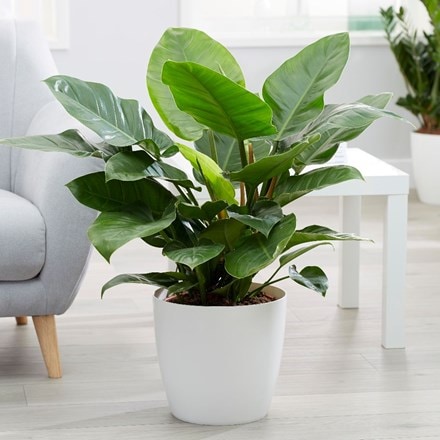 Philodendron 'Imperial Green' and pot cover