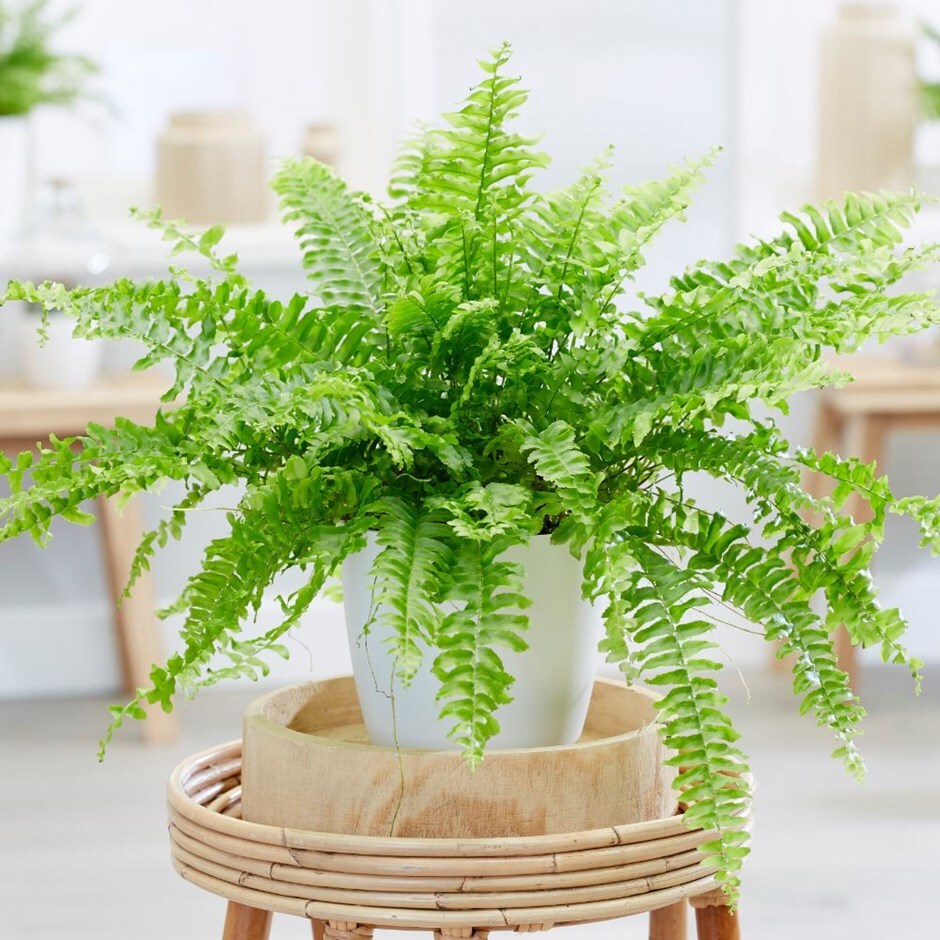 Nephrolepis exaltata 'Green Lady' - Boston fern & pot cover combination