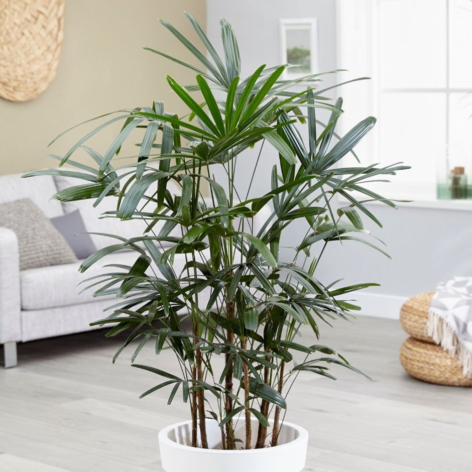 Rhapis excelsa & pot cover combination