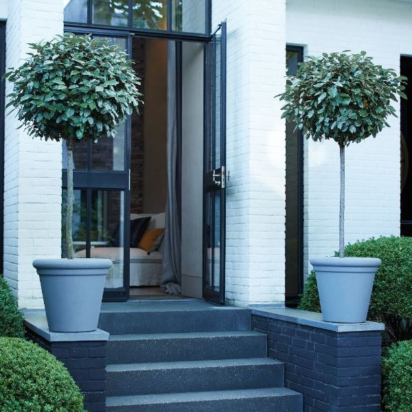 Pair of Elaeagnus 'Compacta' & pot covers combination