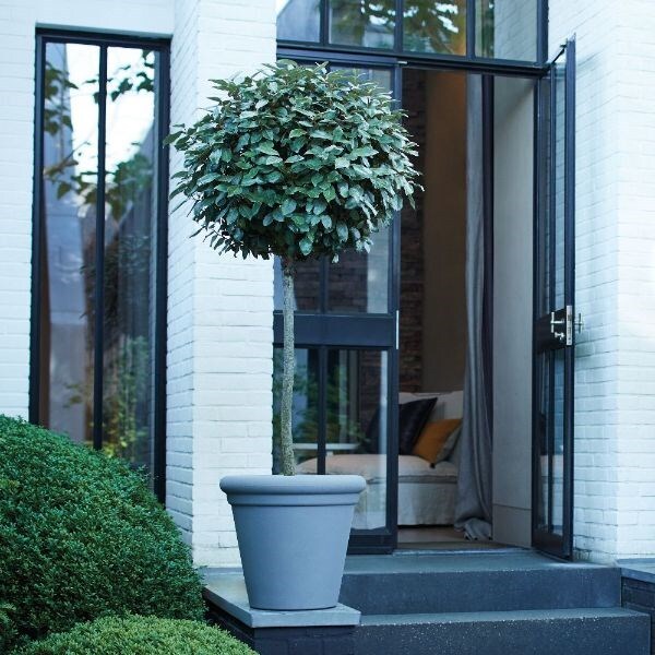 Elaeagnus 'Compacta' & pot cover combination