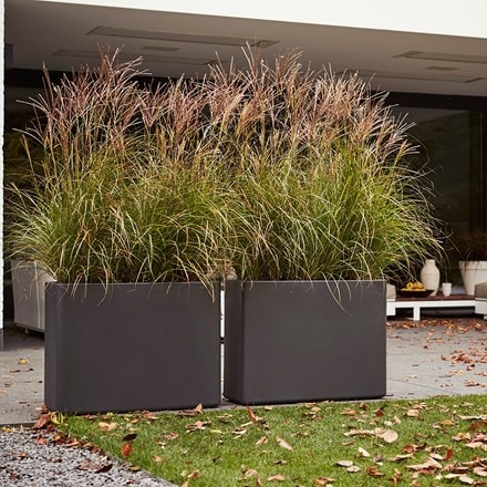 Miscanthus sinensis 'Kleine Silberspinne' and high-sided trough planter