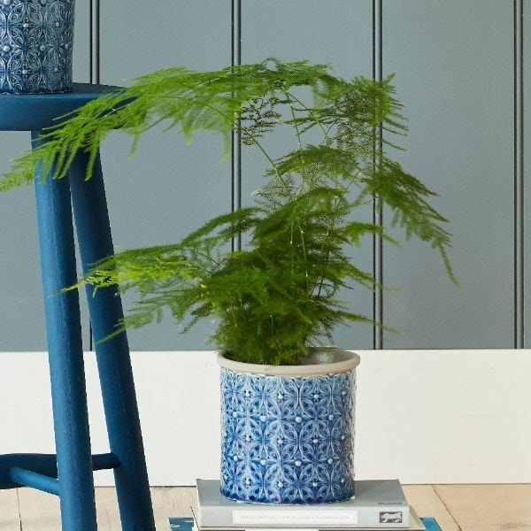 Asparagus setaceus - asparagus fern plumosus & pot cover combination