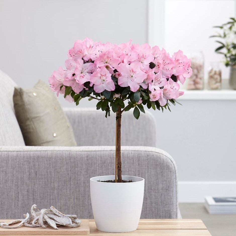 Azalea simsii standard pink & pot cover combination