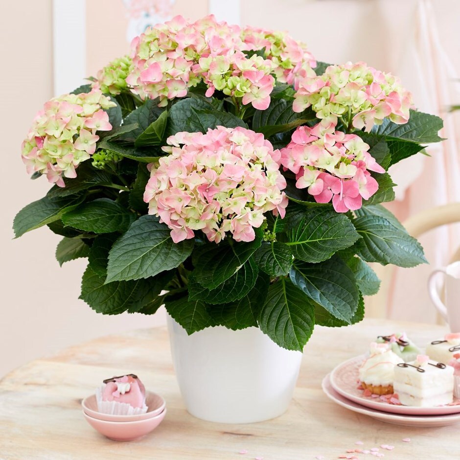 Hydrangea macrophylla 'Early Rosa' & pot cover combination