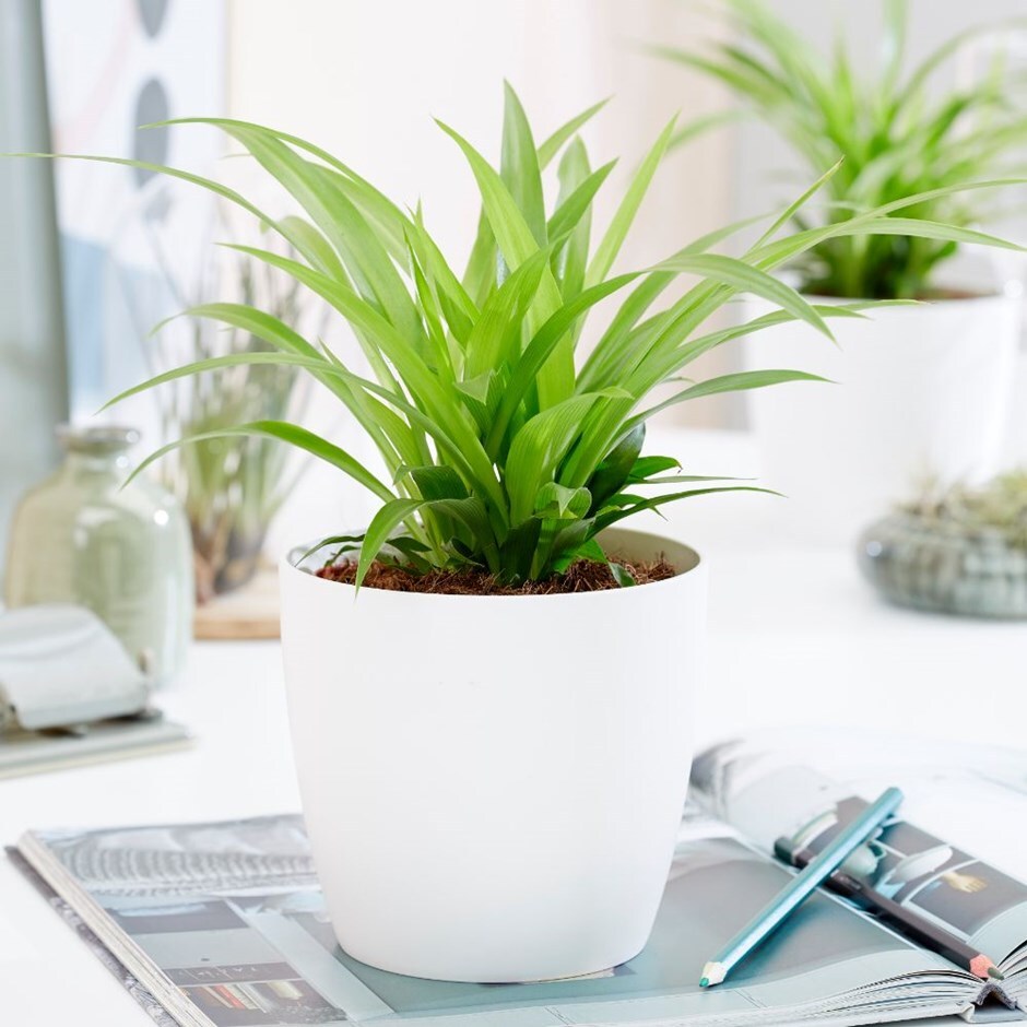 Chlorophytum comosum 'Lemon' - spider plant & pot cover combination