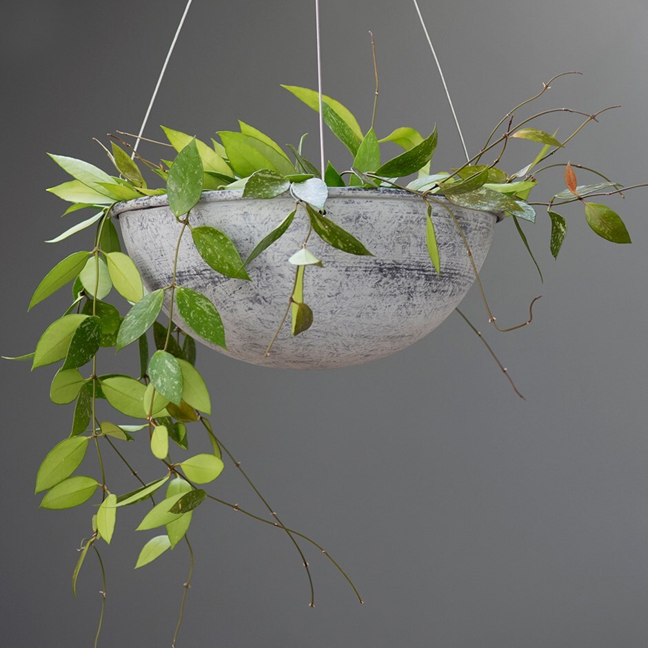 Hoya gracilis - wax flower & pot cover combination