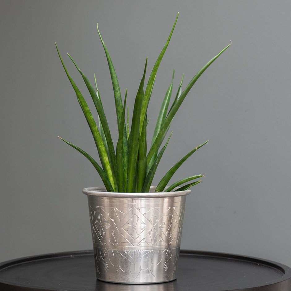 Sansevieria kirkii 'Friends' mother-in-law's tongue & aluminium pot combination