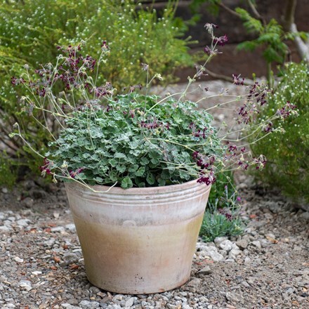 Kitchen garden terracotta pot & species pelargoniums