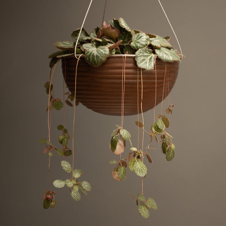 Saxifraga stolonifera - mother of thousands & hanging bowl combination