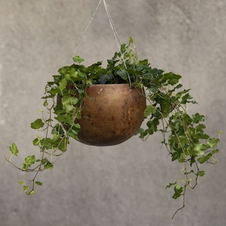 Hedera helix 'Wonder' - English ivy Hanging gourd bowl - small & English ivy