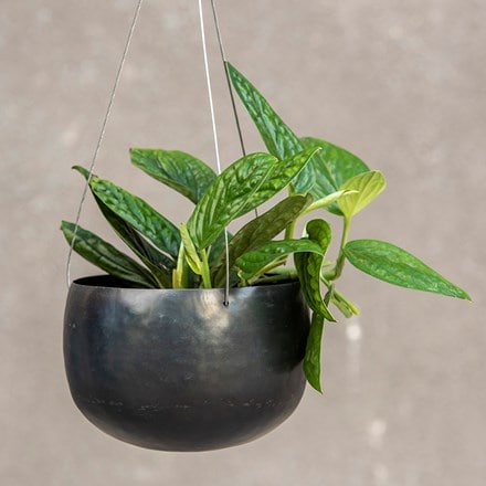 Hanging zinc bowl and devil’s ivy (syn. scindapsus)