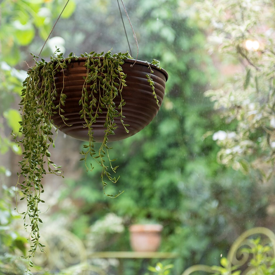 Senecio herreianus 'Dinter' - string of beads & hanging bowl combination