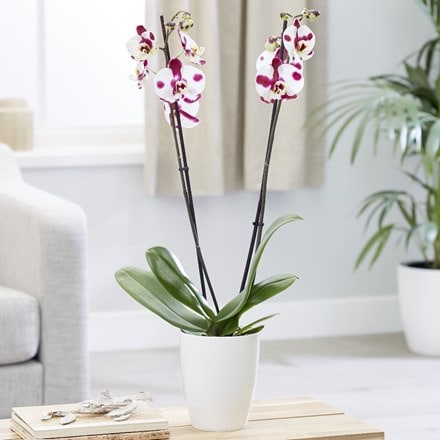 Phalaenopsis Ever-spring Fairy 'Elegant Polka Dots' and pot cover
