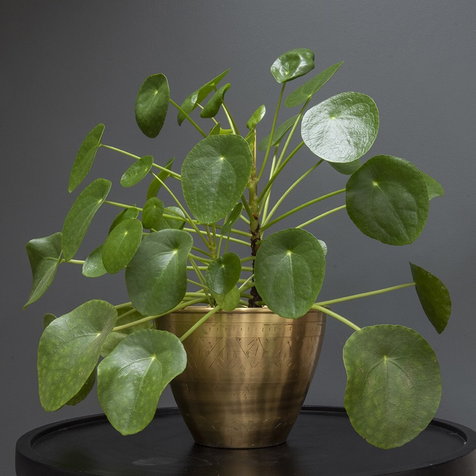 Pilea peperomioides - Chinese money plant & brass pot cover combination