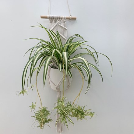 Chlorophytum 'Variegatum' with pot cover and macrame pot hanger