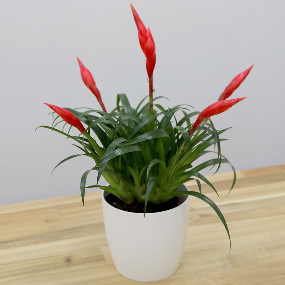 Vriesea 'Astrid' - flaming sword & pot cover combination