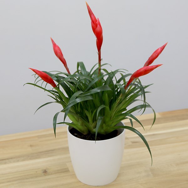 Vriesea 'Astrid' - flaming sword & pot cover combination
