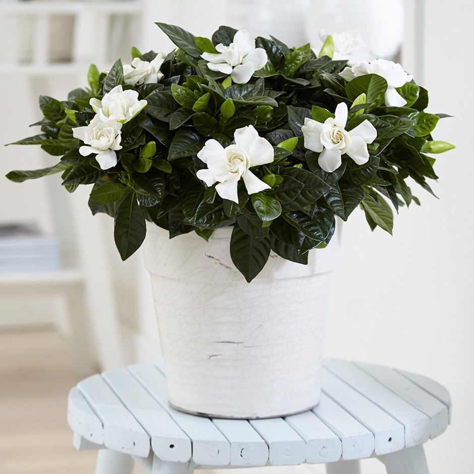 Gardenia jasminoides - gardenia & pot cover