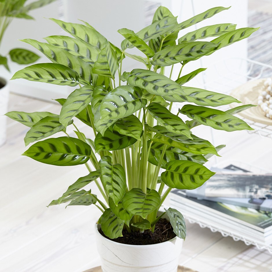 Goeppertia concinna - Calathea leopardina & pot cover