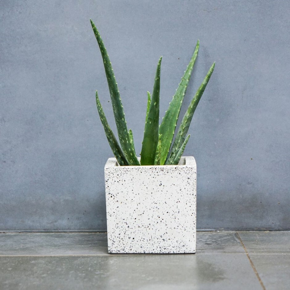 Aloe vera - Barbados aloe & pot cover combination