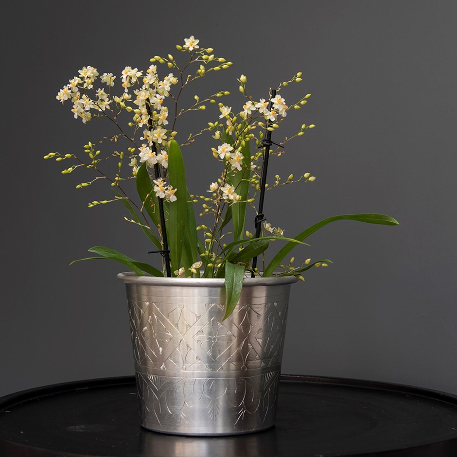 Oncidium Twinkle Jasmine & hand etched aluminium planter combination