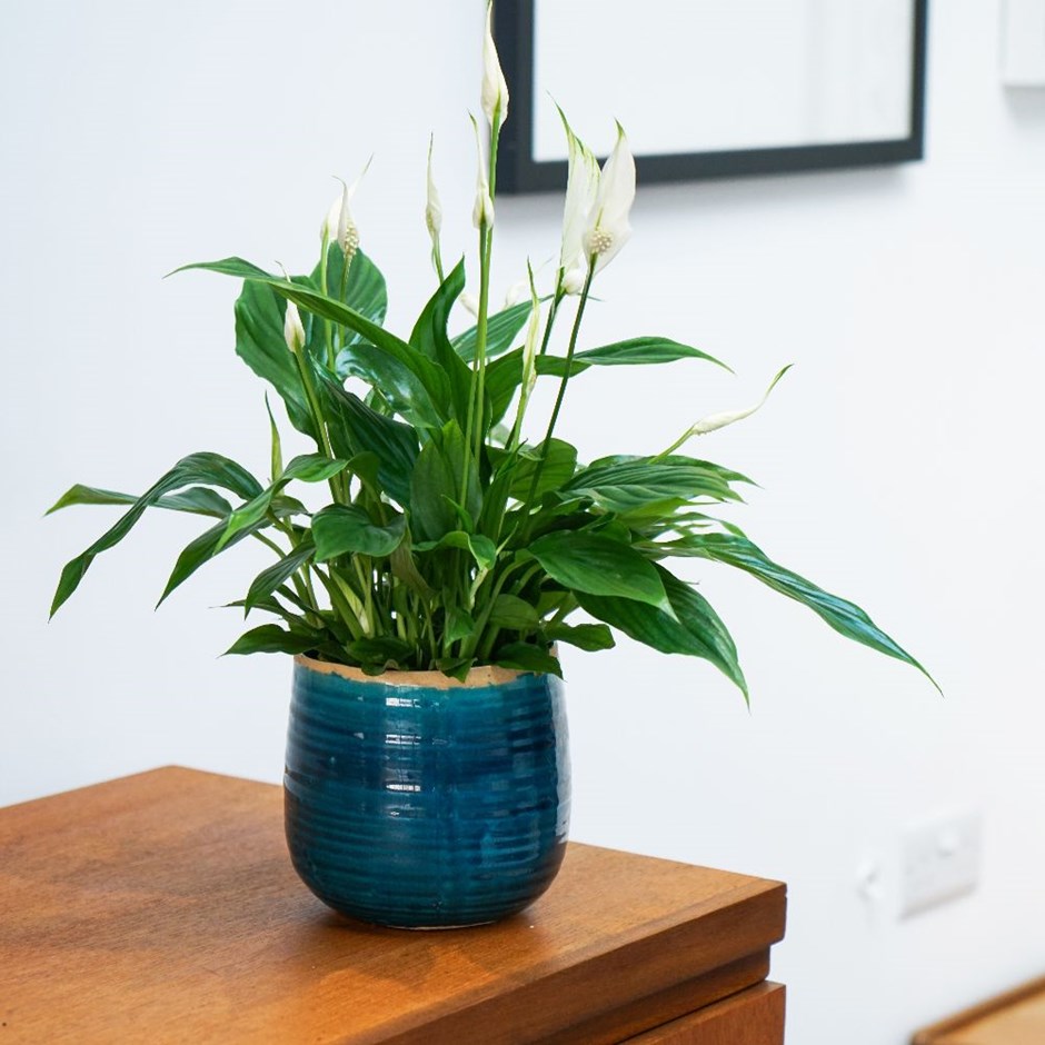 Spathiphyllum wallisii 'Bellini, - peace lily & pot cover combination