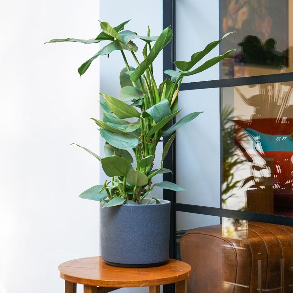 Philodendron hastatum - silver sword & pot cover combination