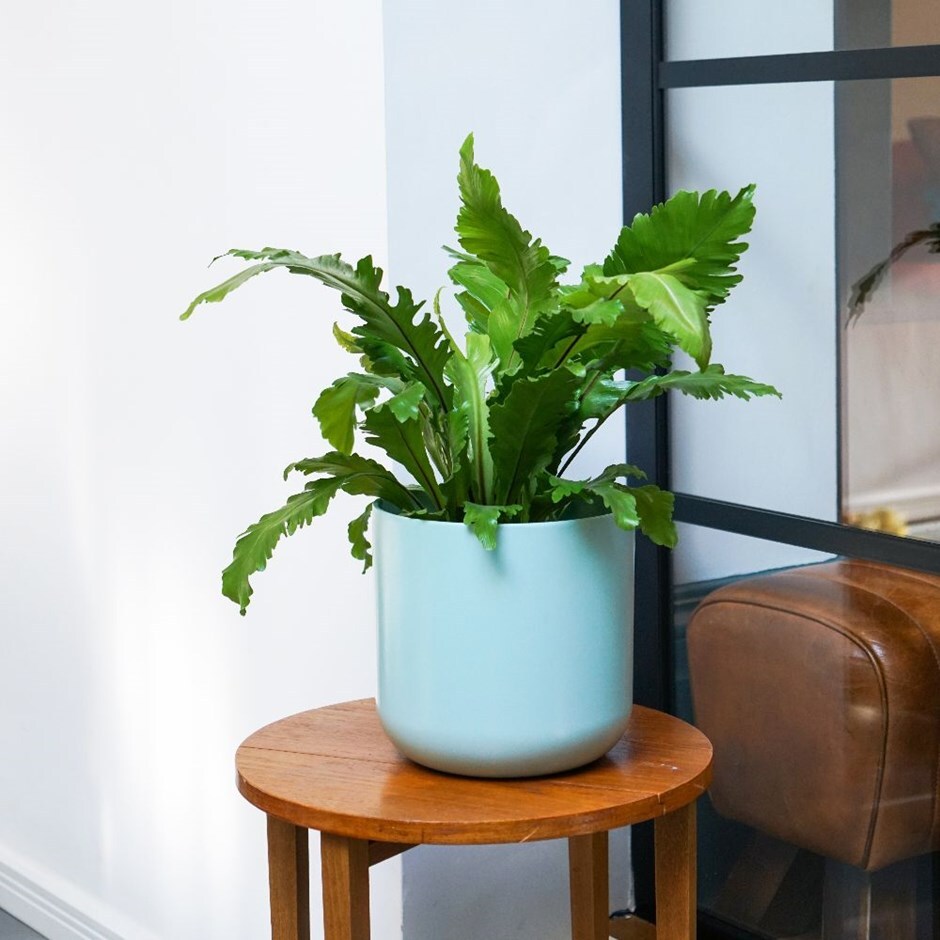 Asplenium 'Campio'- champion's bird's nest fern & pot cover combination