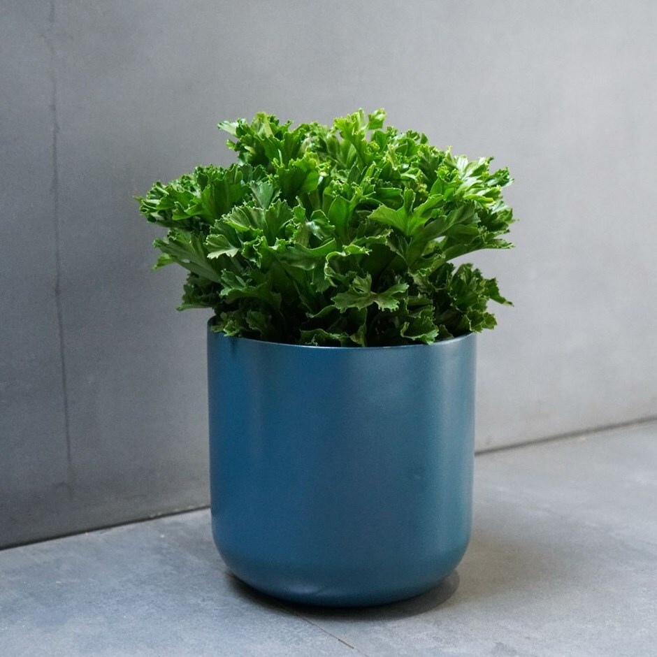 Asplenium 'Leslie'-crested Japanese bird's nest fern & pot cover combination