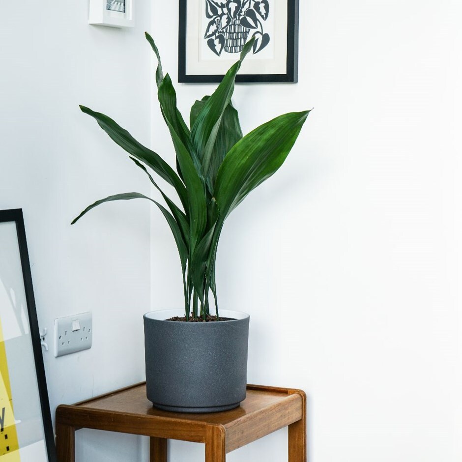 Aspidistra elatior - cast iron plant & pot combination