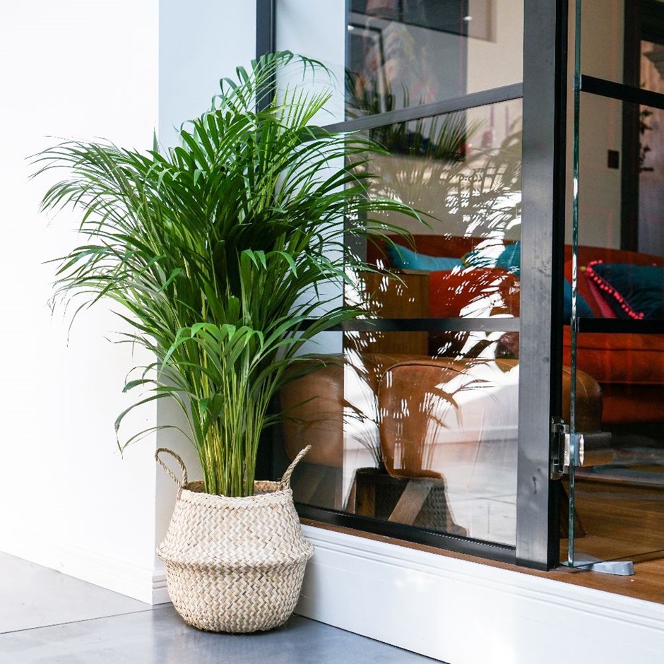 Dypsis lutescens - areca palm / bamboo palm & pot cover combination