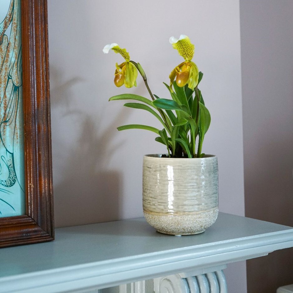 Paphiopedilum 'Florida' - venus slipper orchid & pot cover combination