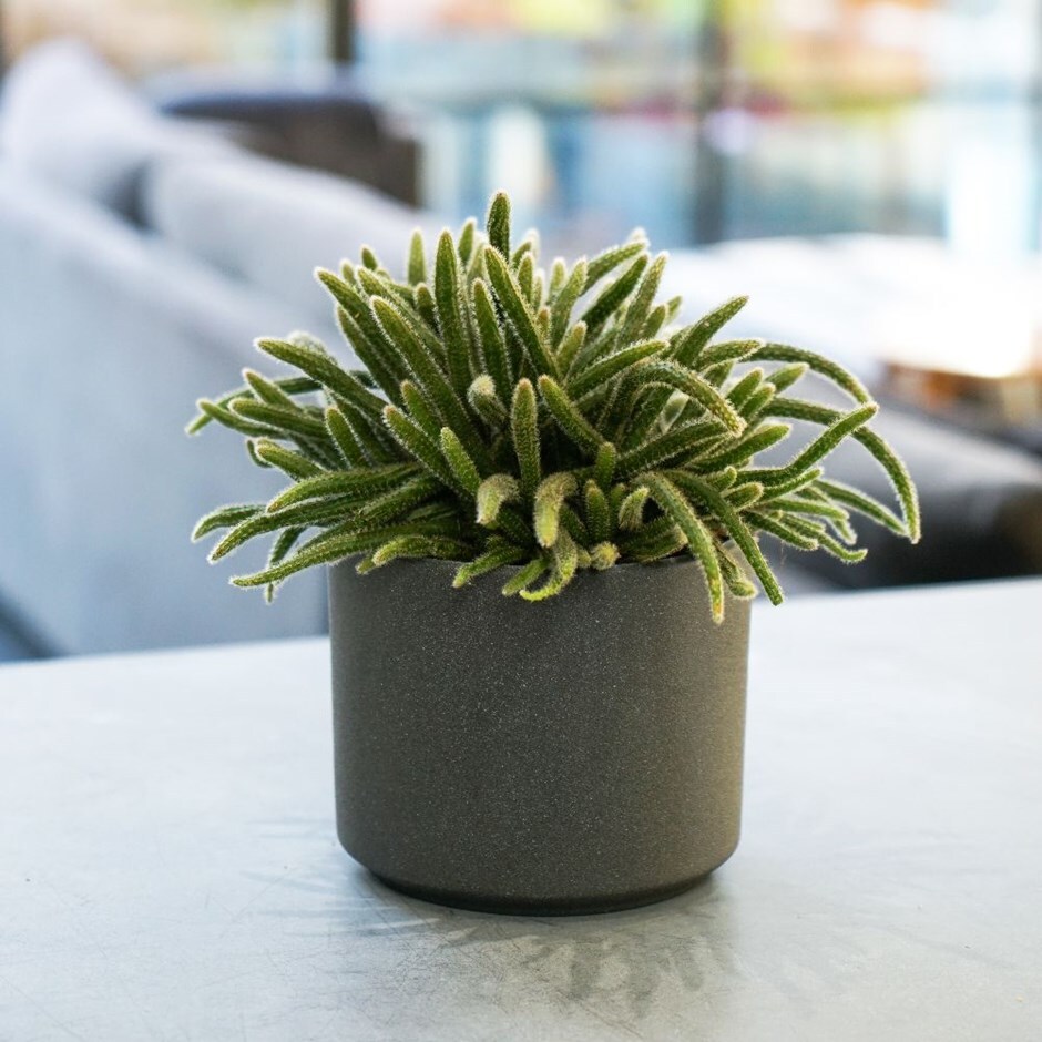 Rhipsalis baccifera subsp. horrida - mouse tail cactus & pot combination