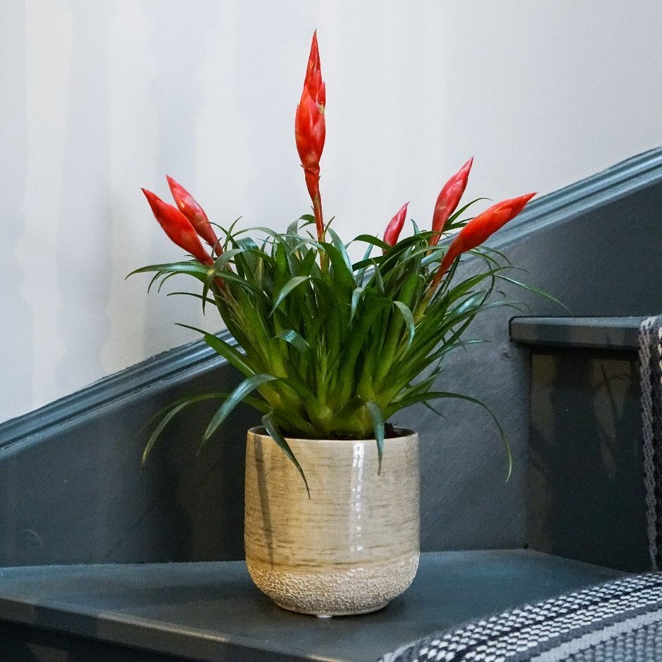 Vriesea 'Astrid' - flaming sword & pot cover combination
