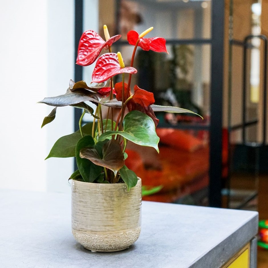 Anthurium Coral Champion - flamingo flower & pot cover combination