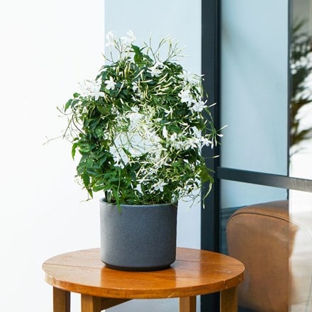 Jasminum polyanthum and pot cover