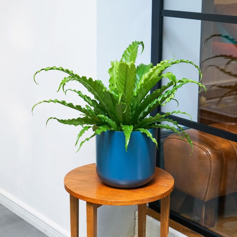 Asplenium 'Osaka' -Japanese bird's nest & pot cover combination