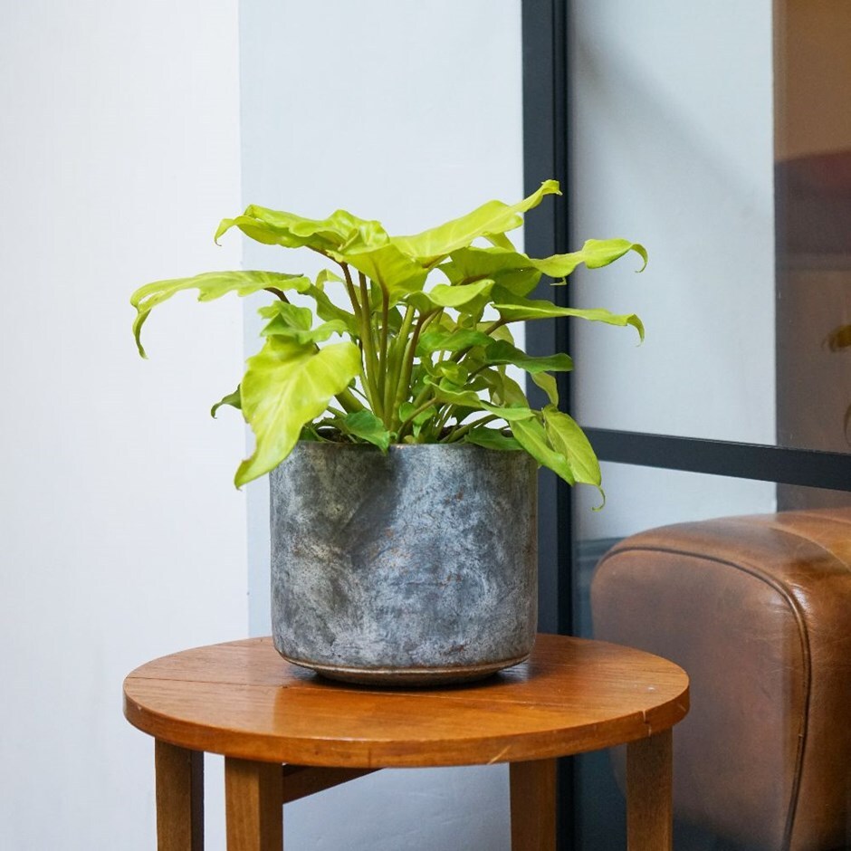 Philodendron Golden Xanadu & pot cover combination