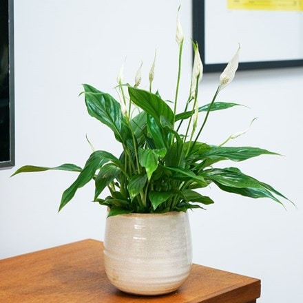 Spathiphyllum wallisii Bellini and pot cover