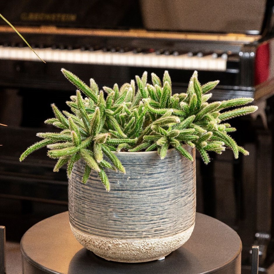Rhipsalis baccifera subsp. horrida - mouse tail cactus & pot combination