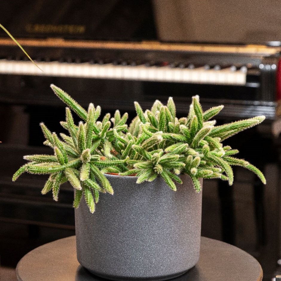 Rhipsalis baccifera subsp. horrida - mouse tail cactus & pot combination