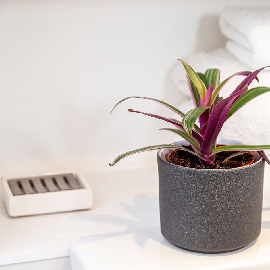 Tradescantia spathacea 'Sitara' - Mosses-in-the-cradle & pot combination