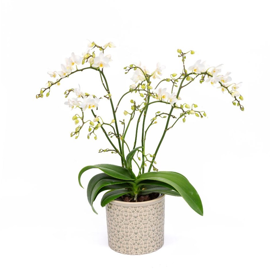 Phalaenopsis 'White Willd Orchid'-moth orchid & pot combination