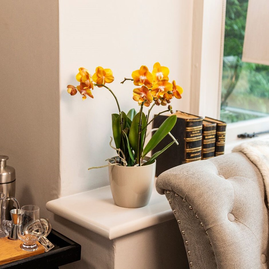 Phalaenopsis 'Las Vegas' - moth orchid & pot cover combination