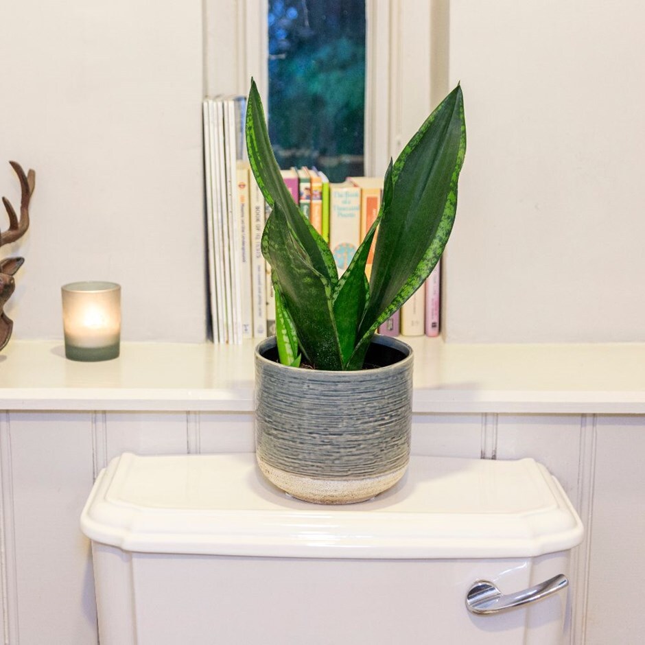 Sansevieria trifasciata 'Silver Flame'- mother-in-law's tongue & pot combination